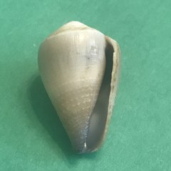Conus rattus
