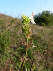 Stachys atherocalyx