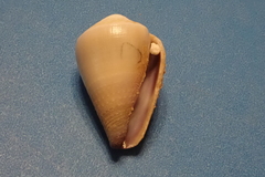 Conus rattus