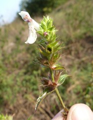 Stachys atherocalyx
