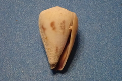 Conus sponsalis