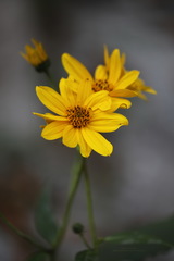 Helianthus tuberosus