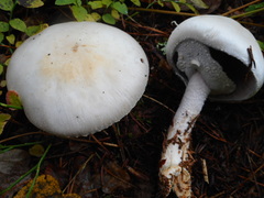 Agaricus abruptibulbus