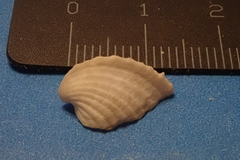 Corculum cardissa