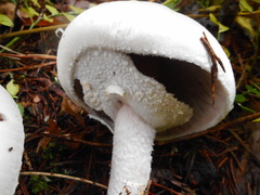 Agaricus abruptibulbus