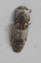 Cryptalaus prosectus