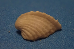 Corculum cardissa