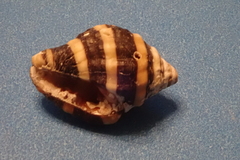 Engina mendicaria