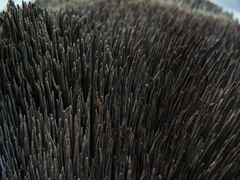 Hydnellum fuscoindicum