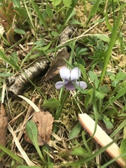 Viola palustris