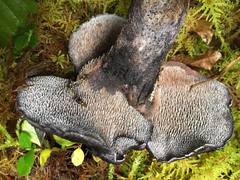 Hydnellum fuscoindicum