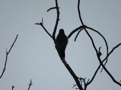 Melanerpes aurifrons