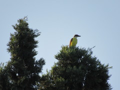 Pitangus sulphuratus
