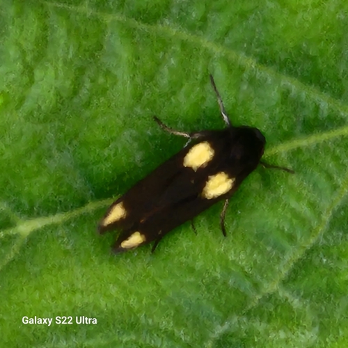 Flower moth photo 4