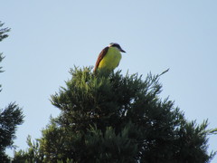 Pitangus sulphuratus