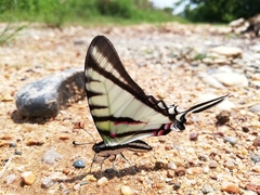 Neographium agesilaus