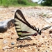 Short-lined Kite Swallowtail - Photo (c) Silvano LG, some rights reserved (CC BY-NC), uploaded by Silvano LG