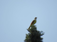 Pitangus sulphuratus