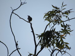 Mimus polyglottos