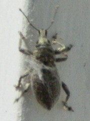 Dyslobus verrucifer
