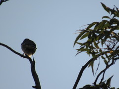 Mimus polyglottos