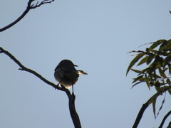 Mimus polyglottos