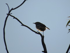 Mimus polyglottos