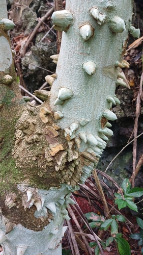 Zanthoxylum martinicense, photograph 6