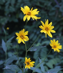 Helianthus tuberosus