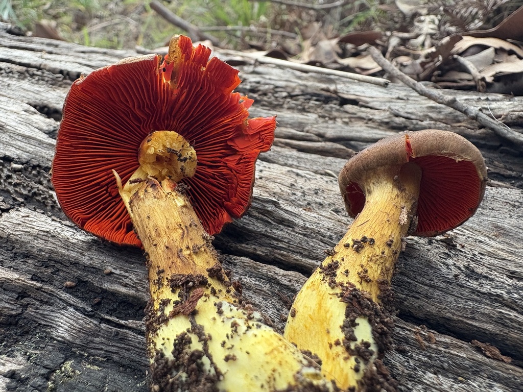 Cortinarius persplendidus · July 2025 · photo: © annbentley (iNaturalist, cc-by)