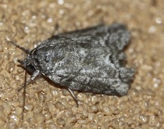 Nycteola polycyma