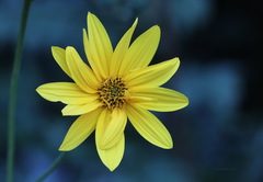 Helianthus tuberosus