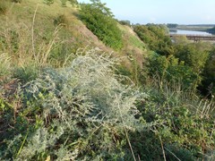 Artemisia austriaca