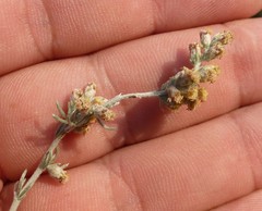 Artemisia austriaca