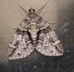 Polyclysta hypogrammata