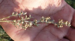 Artemisia austriaca