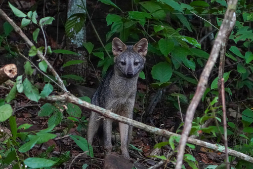 Crab-eating Fox