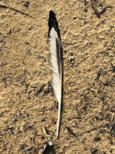Plume de Mouette de Bonaparte