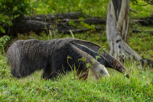 Giant Anteater