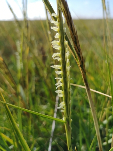 Sporobolus townsendii, 2019-09-21