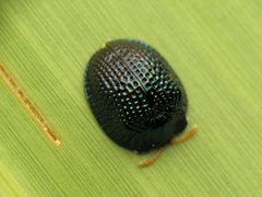 Hemisphaerota cyanea