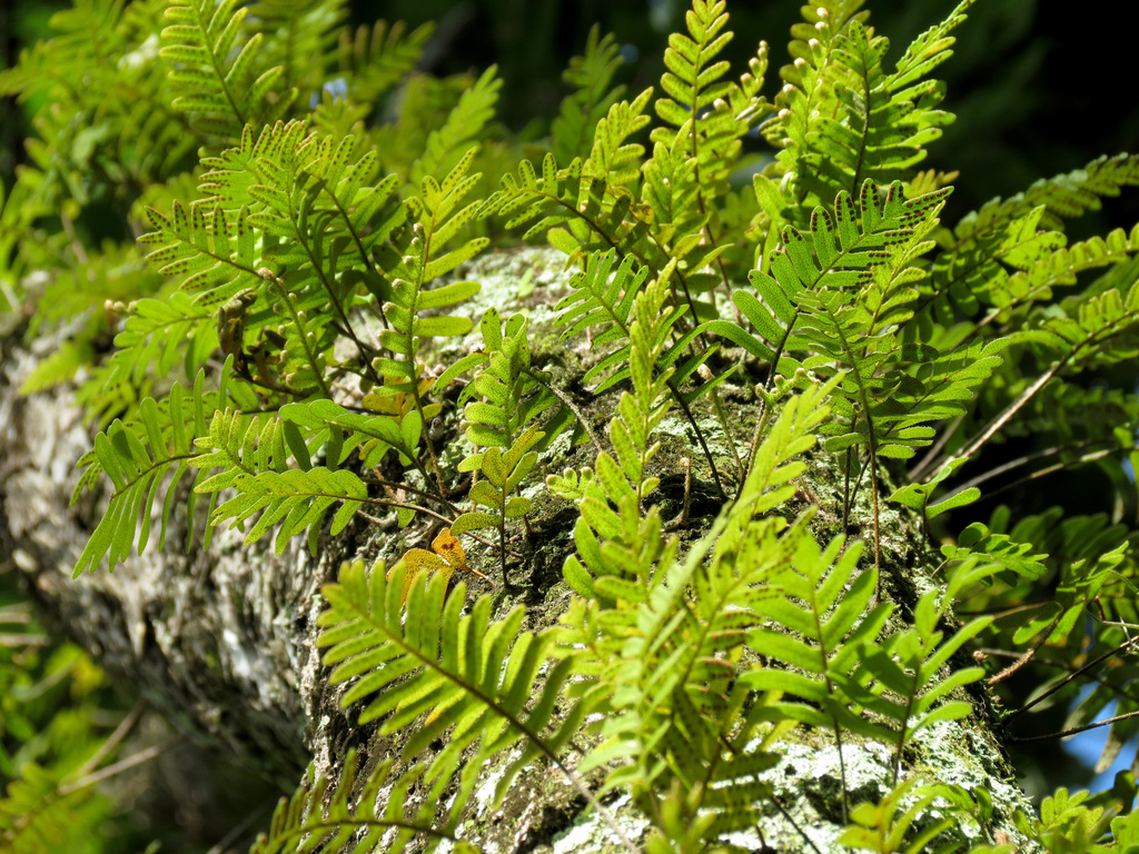 Resurrection fern growing epiphytically on bark