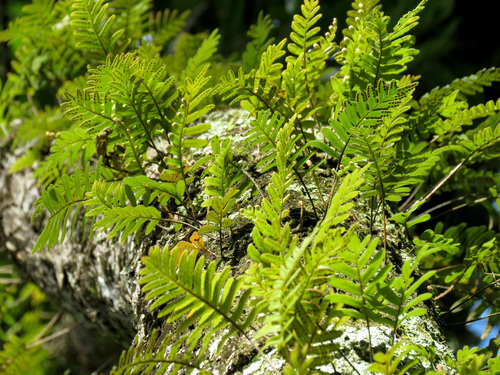 resurrection fern (Pleopeltis michauxiana)
