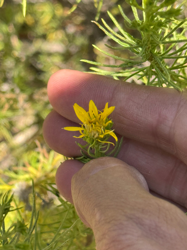 Ericameria pinifolia, photograph 6