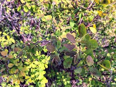 Berberis vulgaris