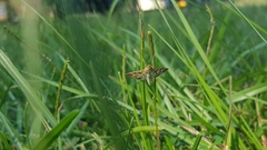 Nomophilini