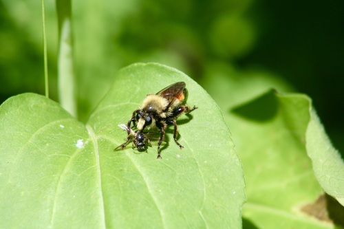 Unknown species found near Bannock County, ID, USA