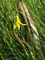 Erythronium umbilicatum
