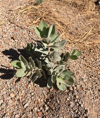 Arctostaphylos canescens