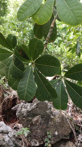 Pachira emarginata A.Rich. 3